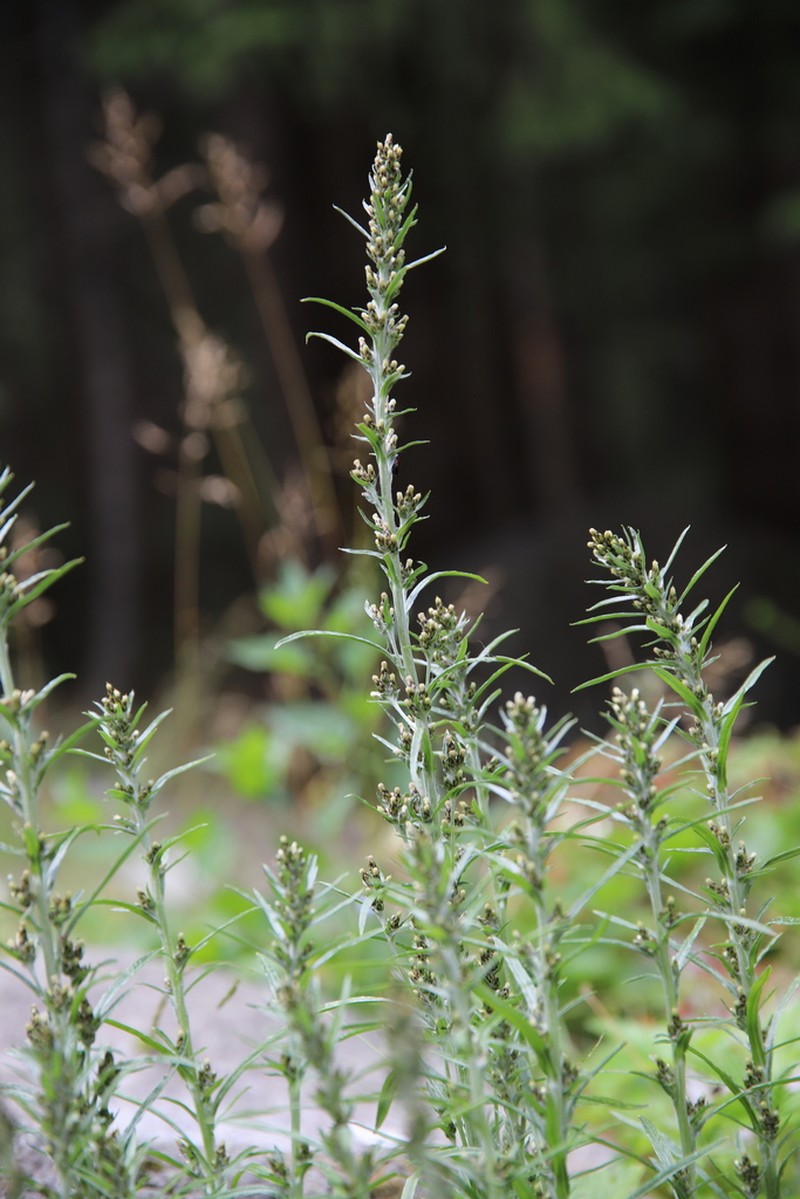 Woodland Arctic Cudweed photo 7