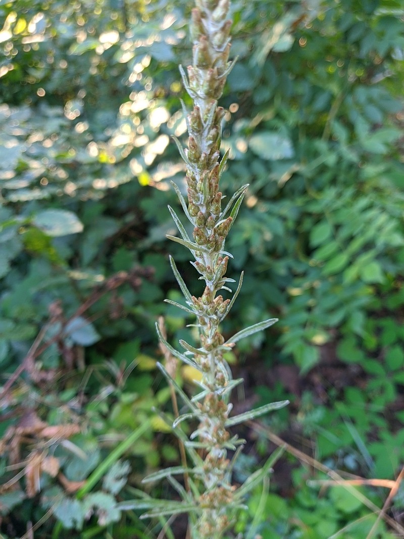 Woodland Arctic Cudweed photo 8