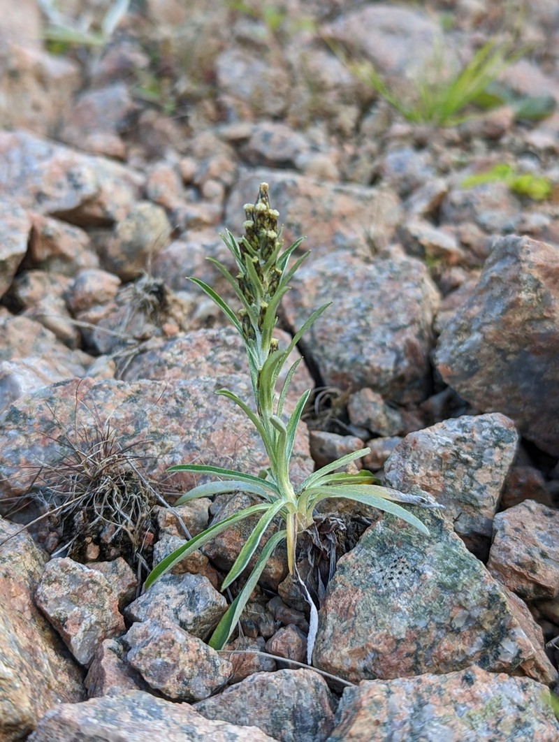 Woodland Arctic Cudweed photo 9