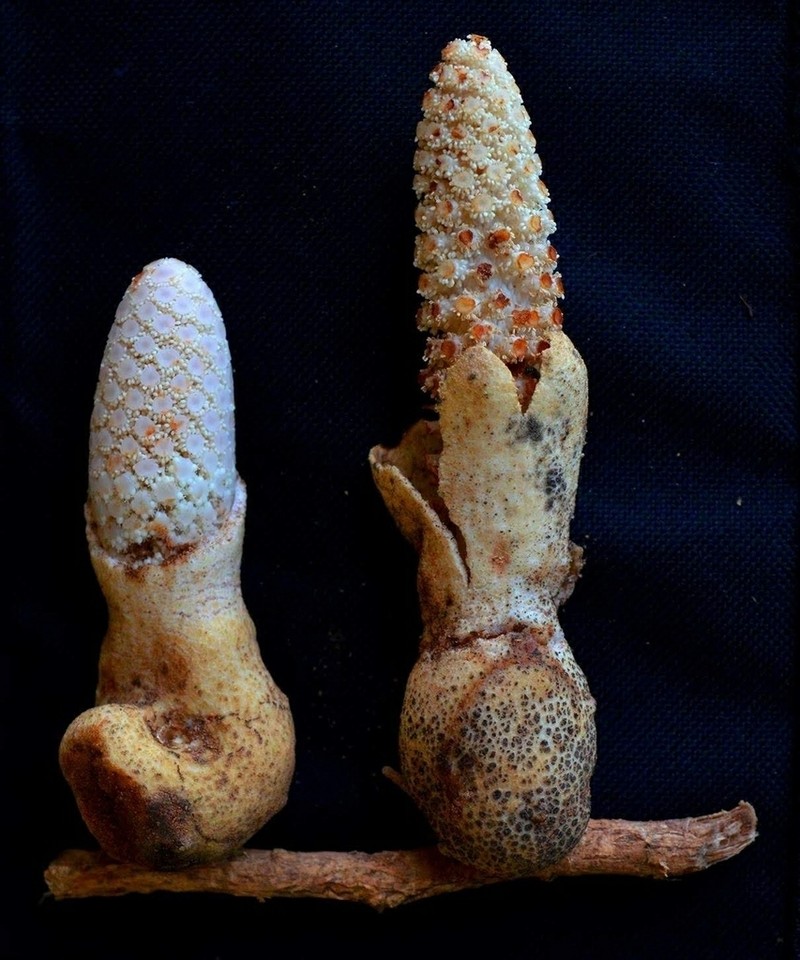 Ombrophytum microlepis