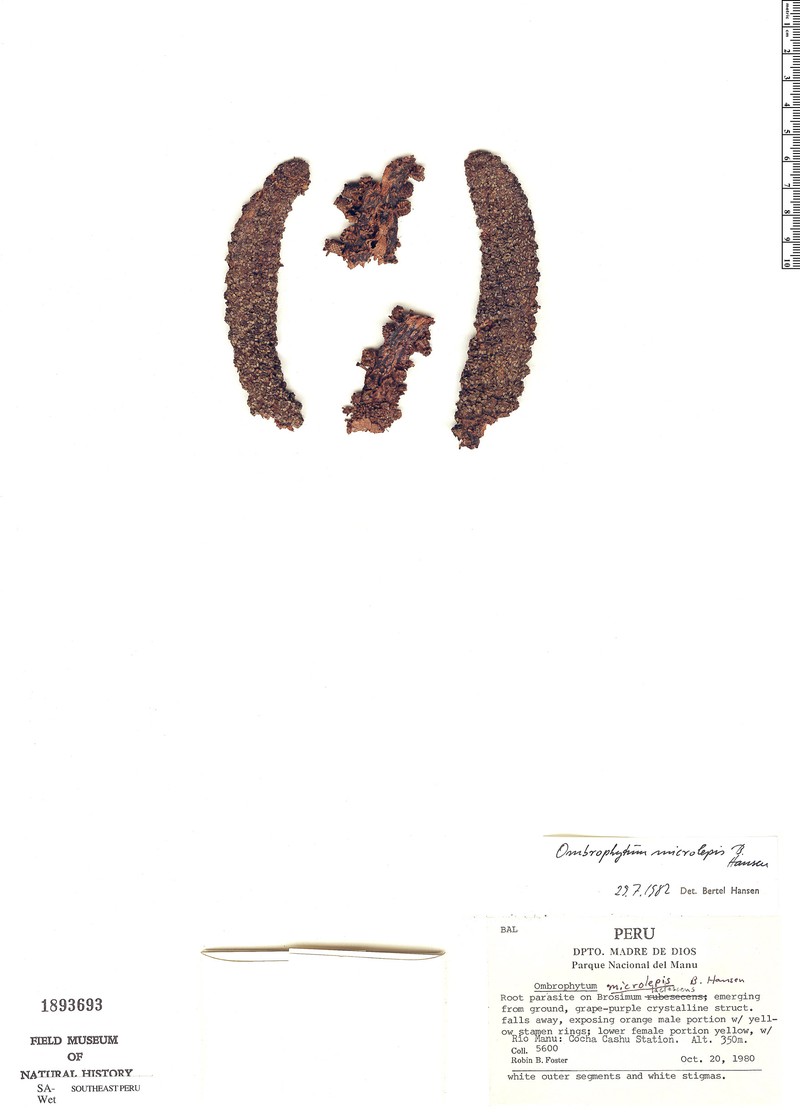 Ombrophytum microlepis photo 2