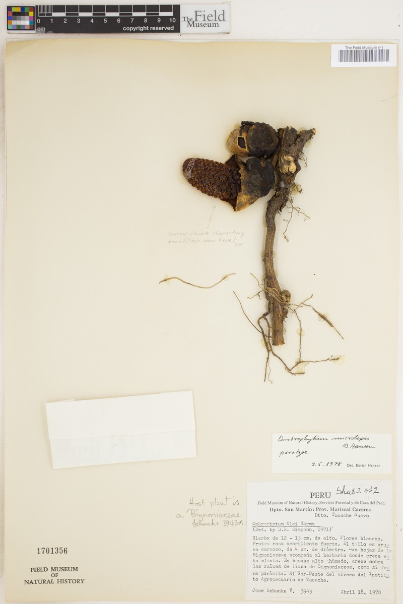 Ombrophytum microlepis photo 3