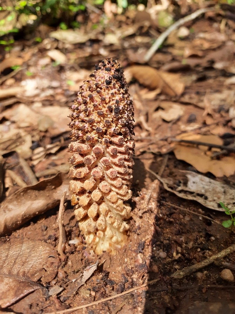 Ombrophytum peruvianum
