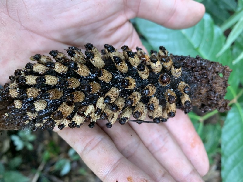 Ombrophytum peruvianum photo 2