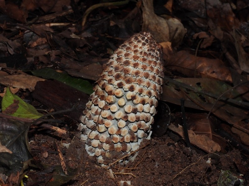 Ombrophytum peruvianum photo 3