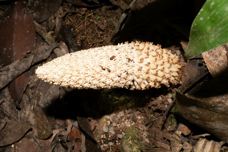 Ombrophytum peruvianum photo 4