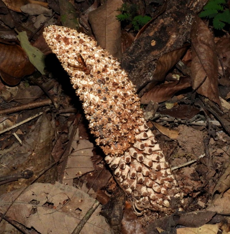 Ombrophytum peruvianum photo 6