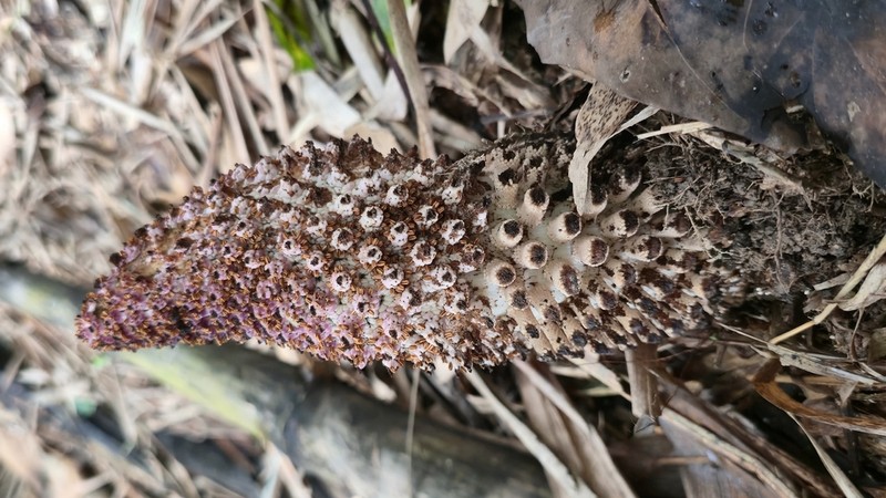Ombrophytum peruvianum photo 7
