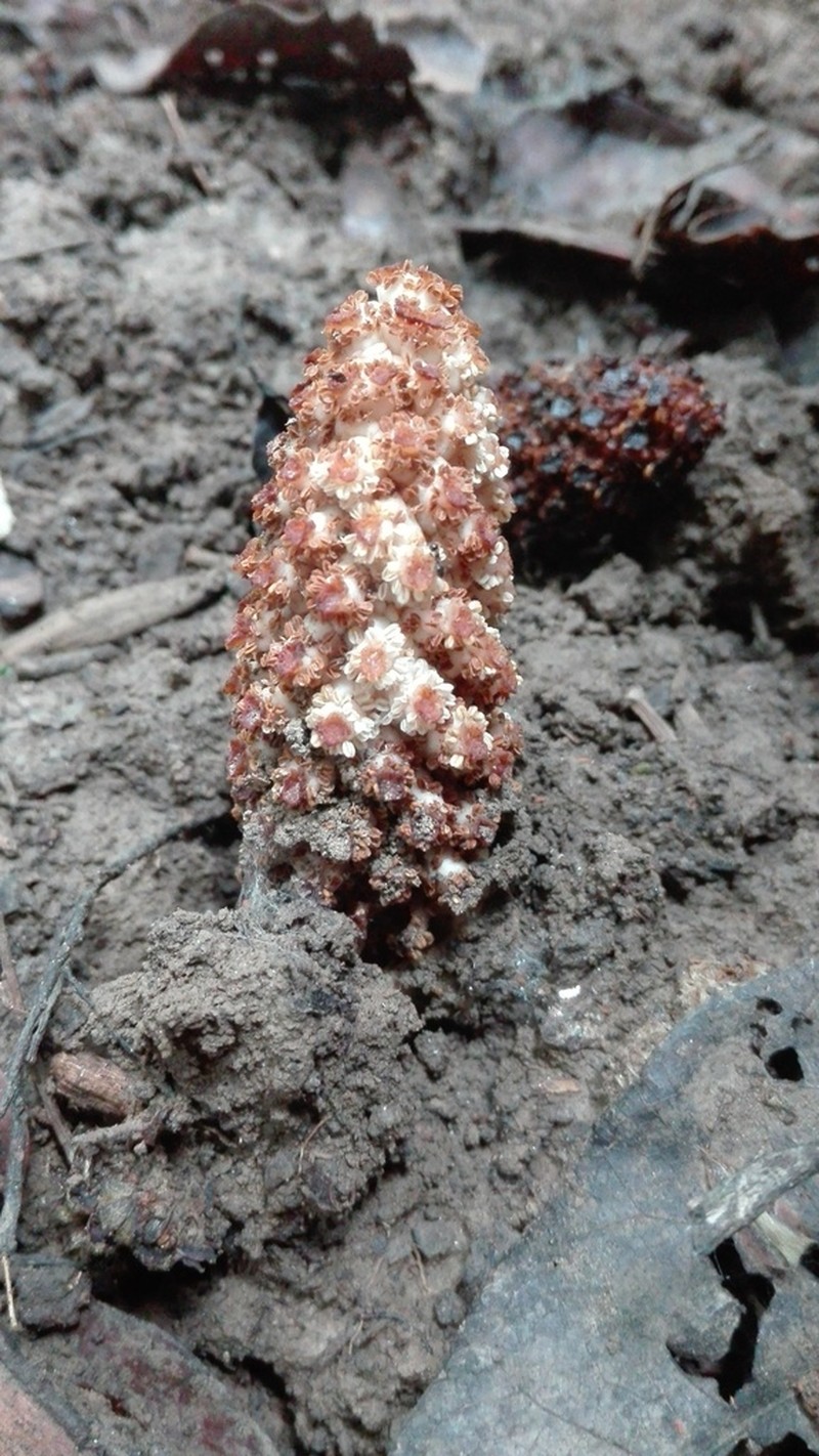 Ombrophytum peruvianum photo 8