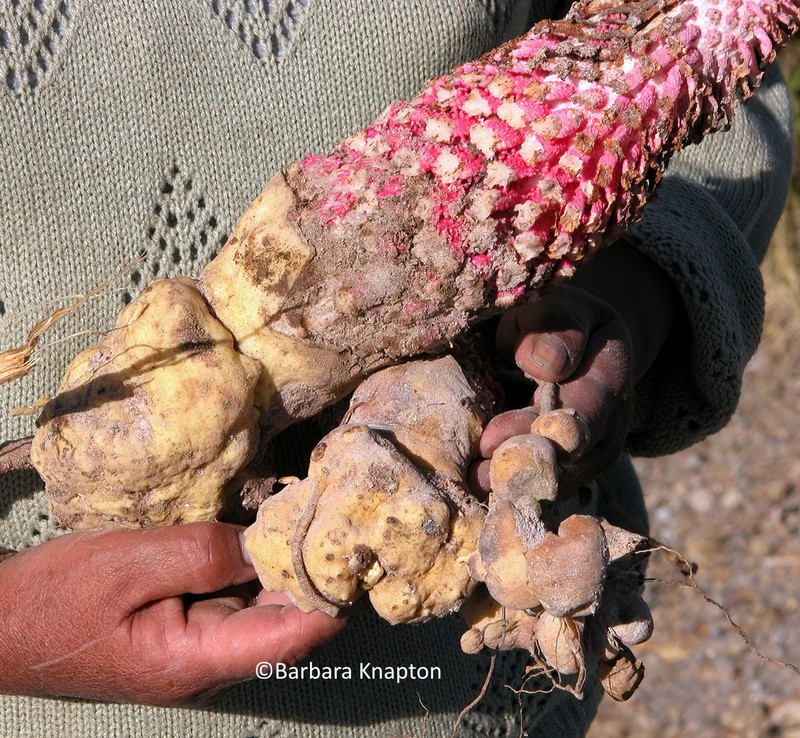 Ombrophytum subterraneum photo 4