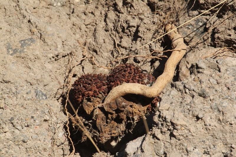 Ombrophytum subterraneum photo 5