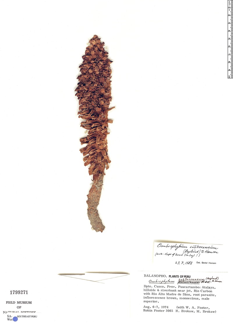Ombrophytum subterraneum photo 7