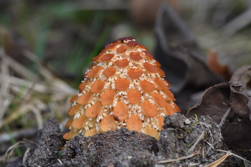 Ombrophytum villamariensis photo 2