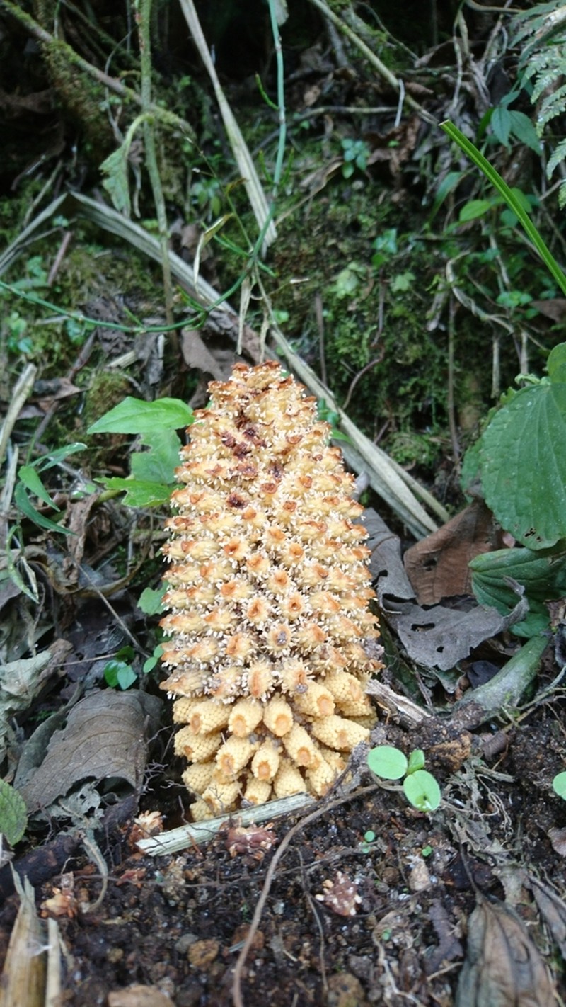 Ombrophytum villamariensis photo 3