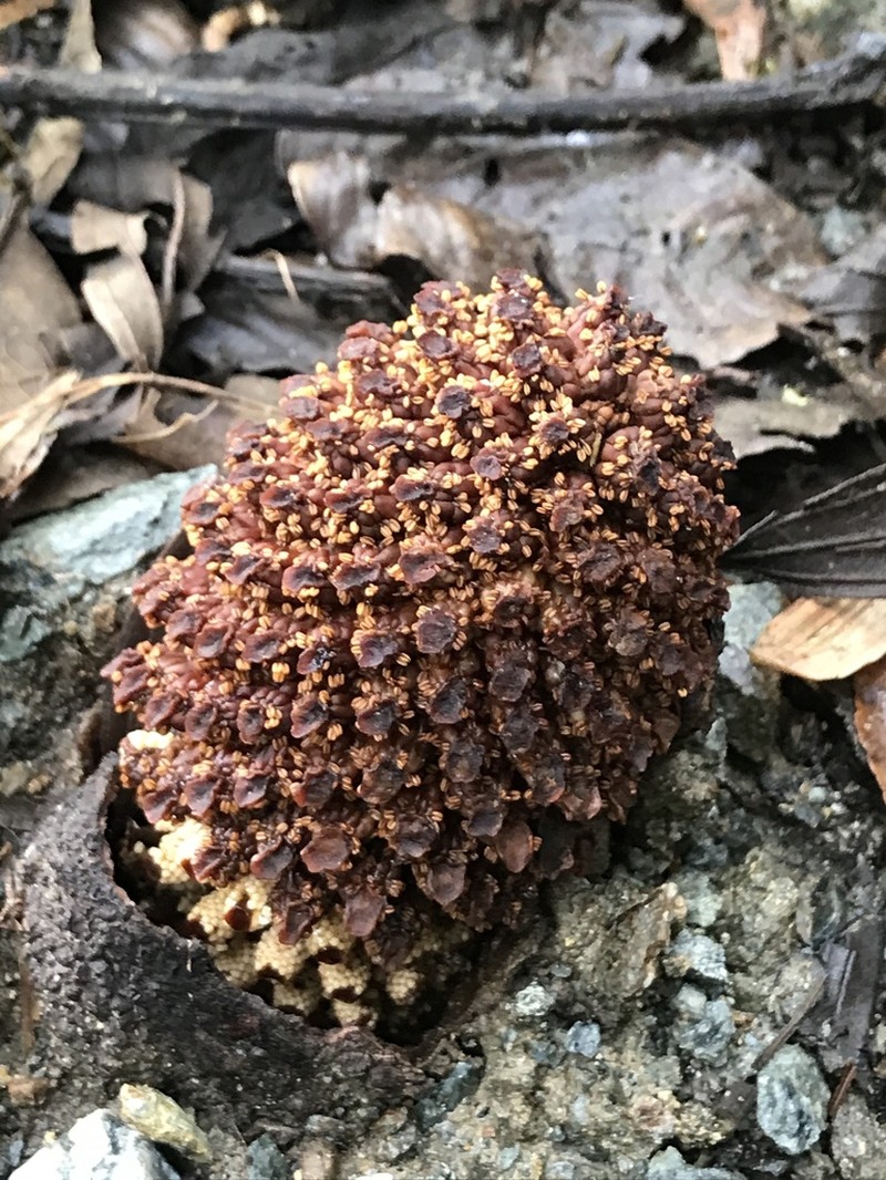 Ombrophytum villamariensis photo 4