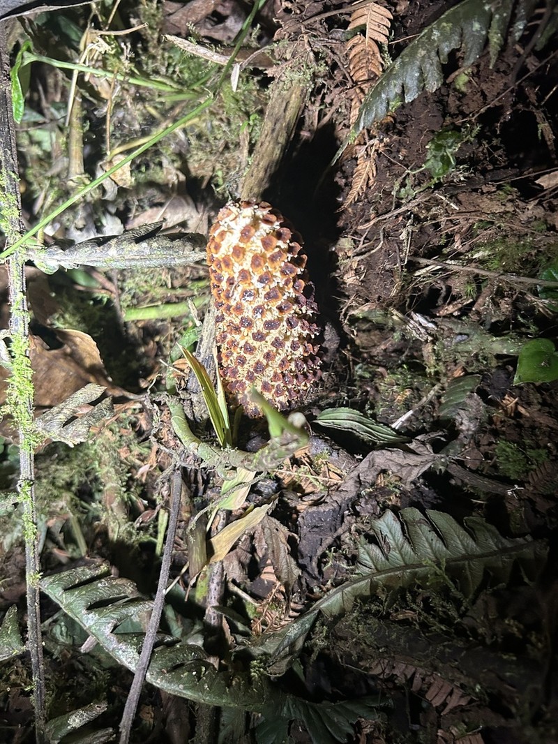 Ombrophytum villamariensis photo 6