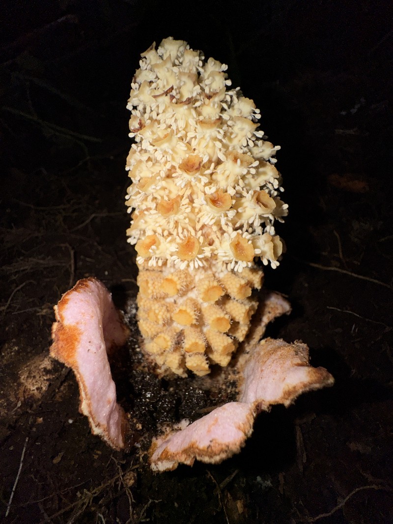 Ombrophytum villamariensis photo 7
