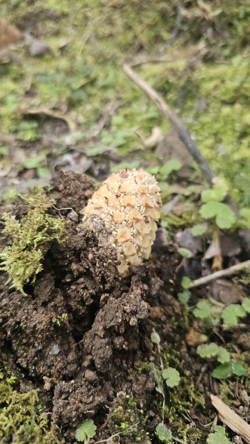 Ombrophytum villamariensis photo 8