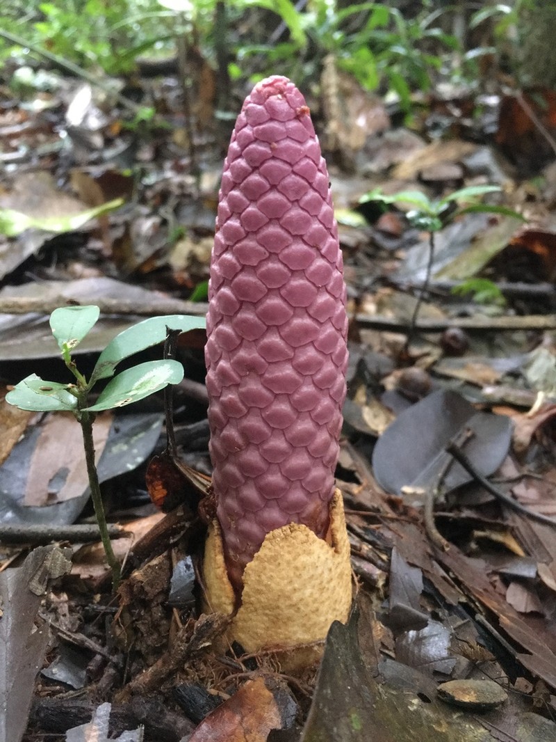 Ombrophytum violaceum