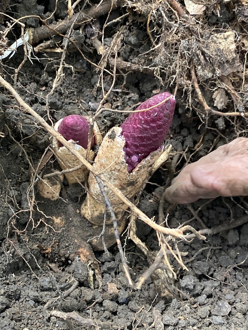 Ombrophytum violaceum photo 2