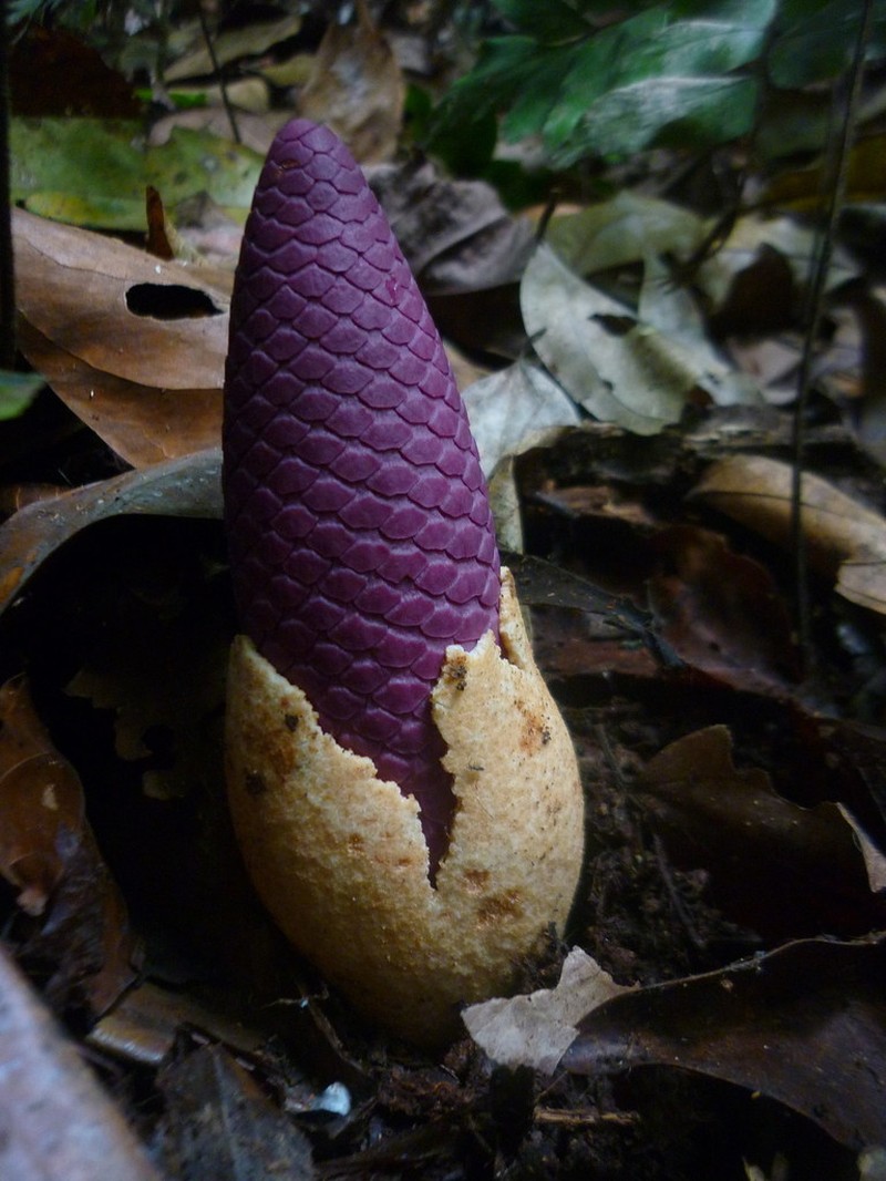 Ombrophytum violaceum photo 3