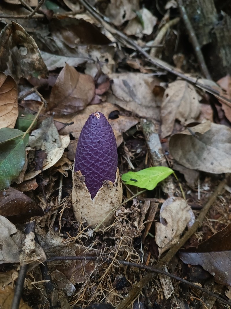 Ombrophytum violaceum photo 5