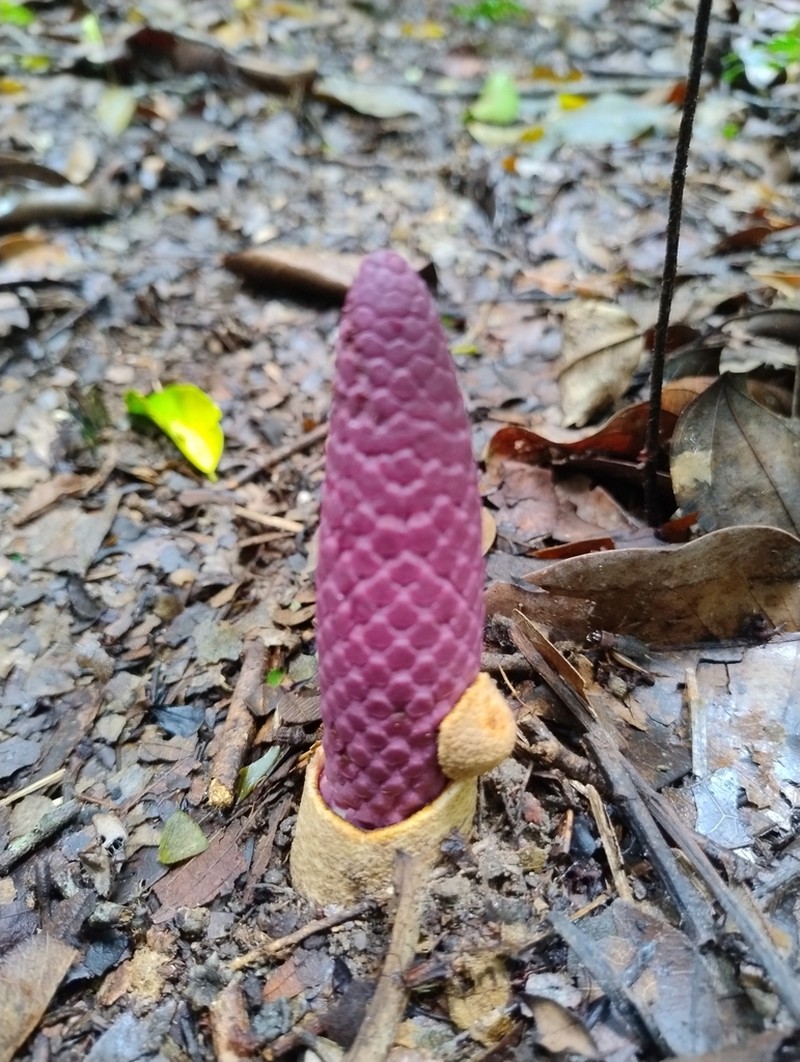 Ombrophytum violaceum photo 6