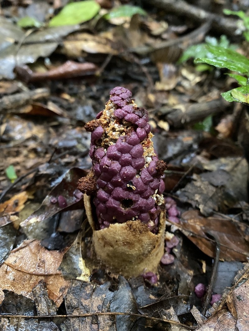 Ombrophytum violaceum photo 7
