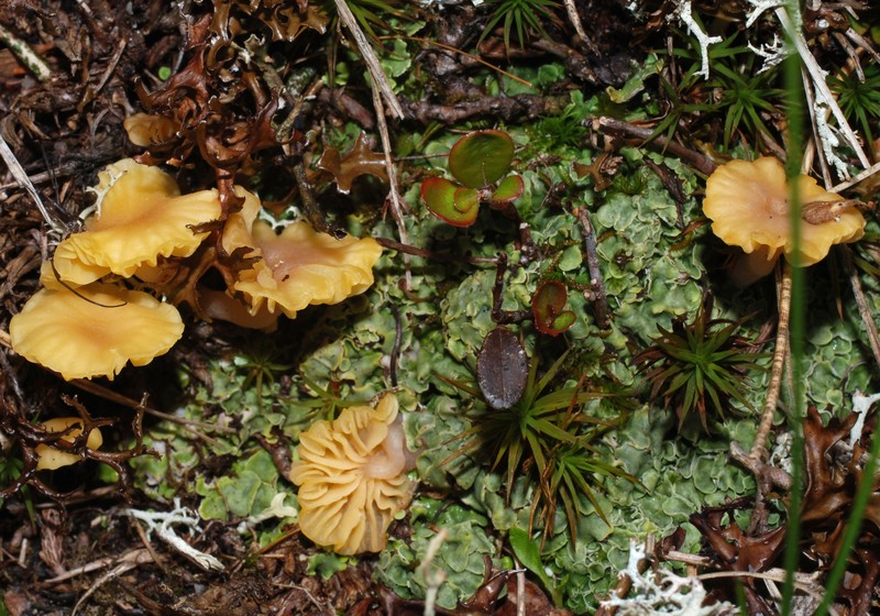 Omphalina hudsoniana