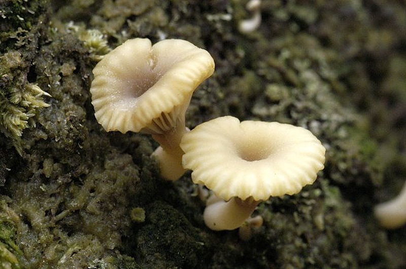 Omphalina umbellifera