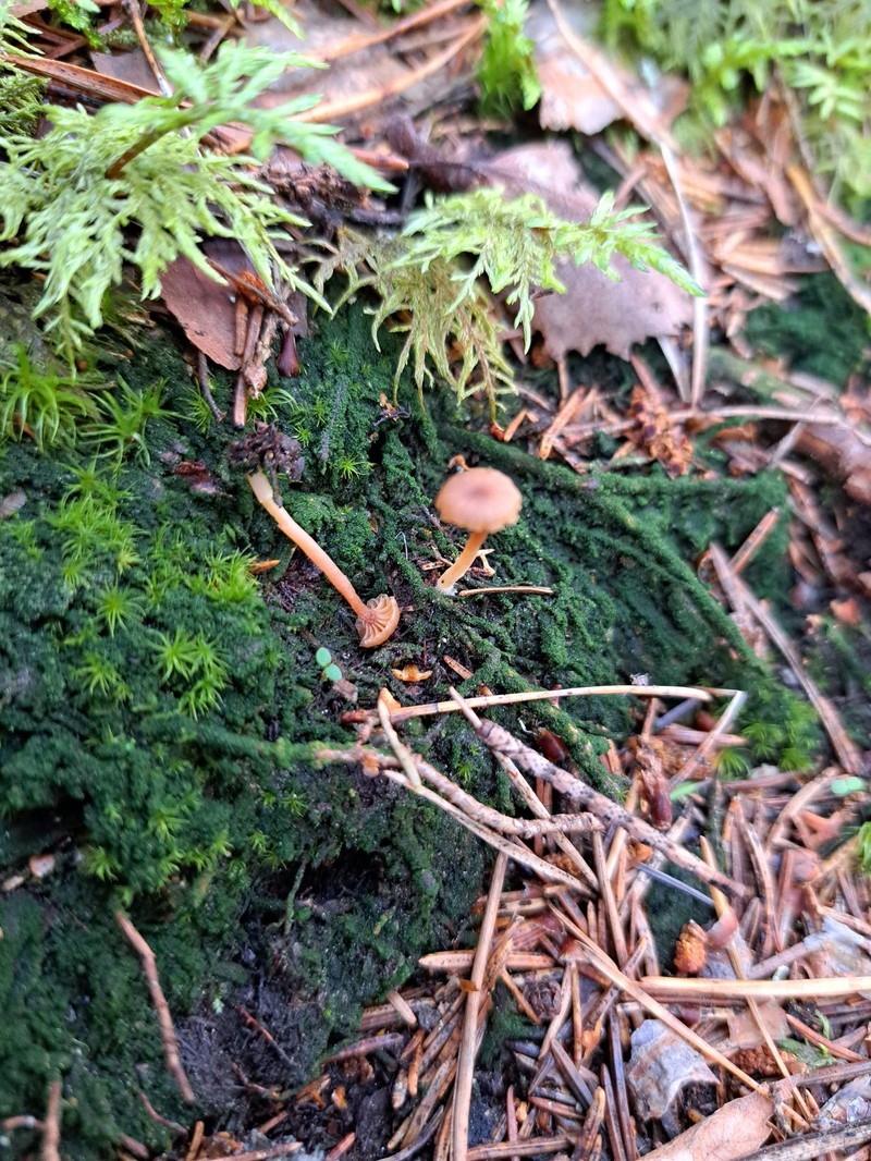 Omphalina umbellifera