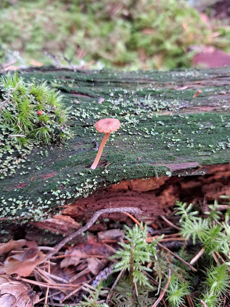 Omphalina umbellifera photo 2