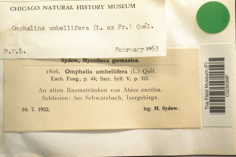 Omphalina umbellifera photo 5