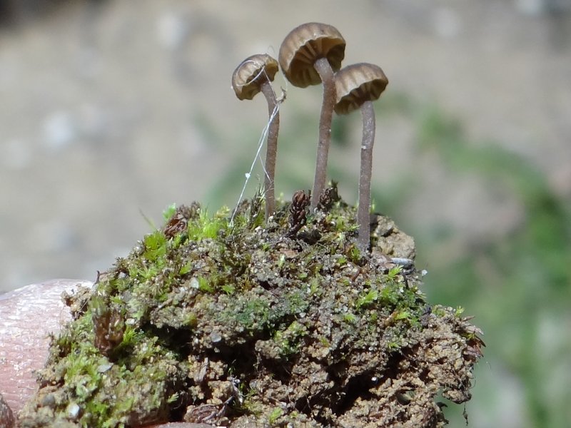 Omphalina velutina