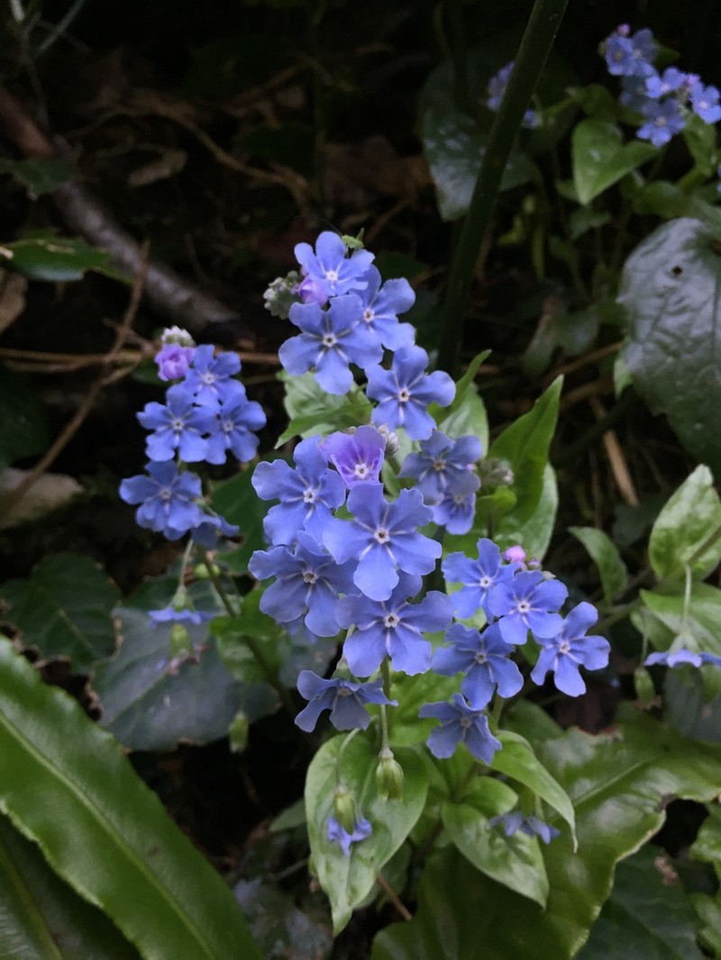 Omphalodes cappadocica photo 2