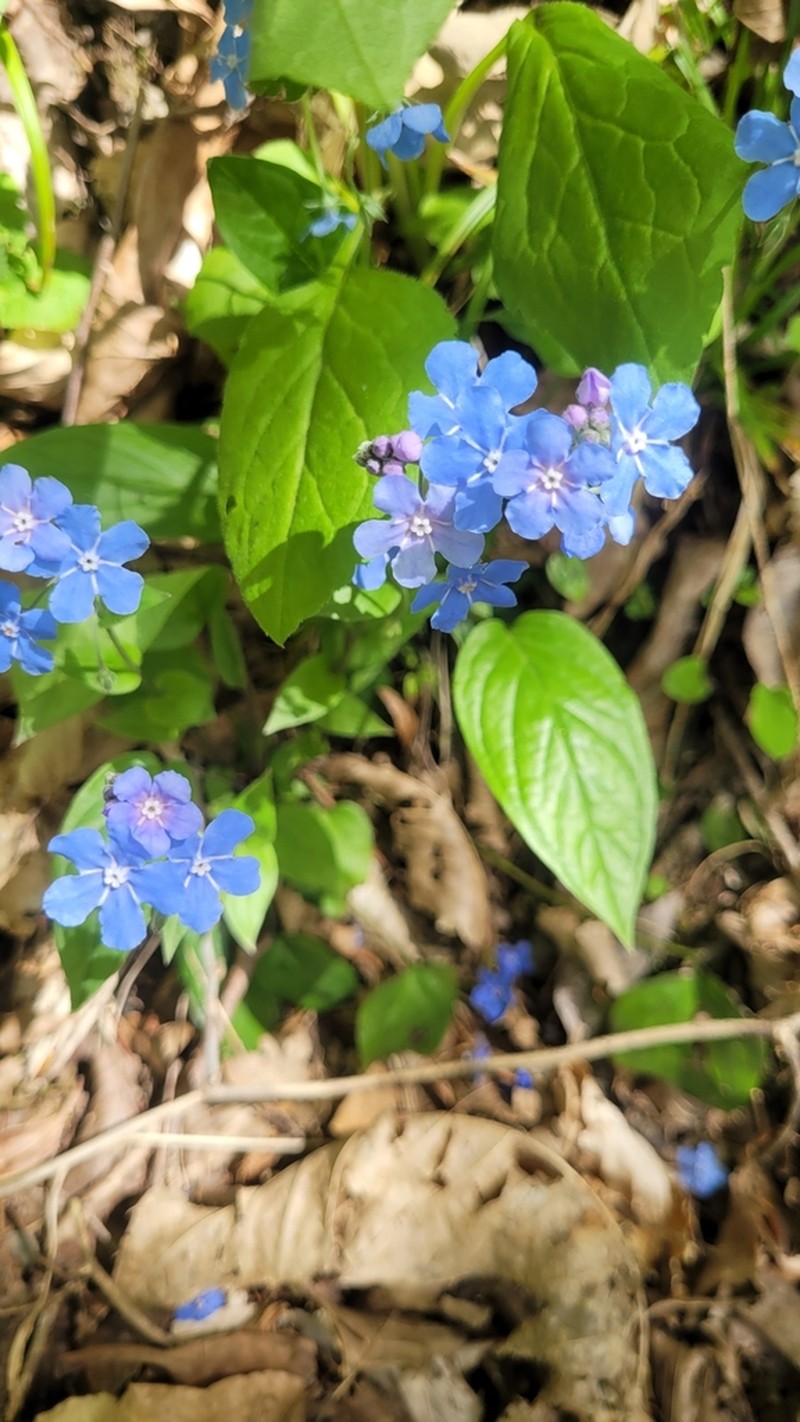 Omphalodes cappadocica photo 3