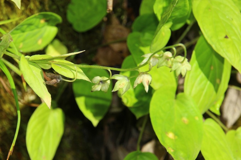 Omphalodes cappadocica photo 5
