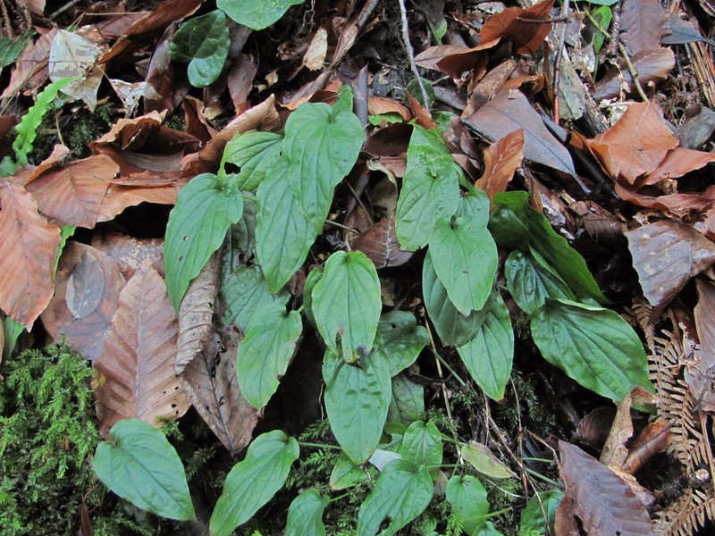 Omphalodes cappadocica photo 6