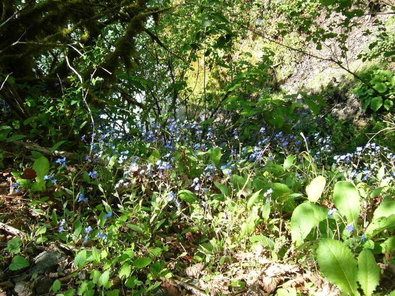 Omphalodes cappadocica photo 7