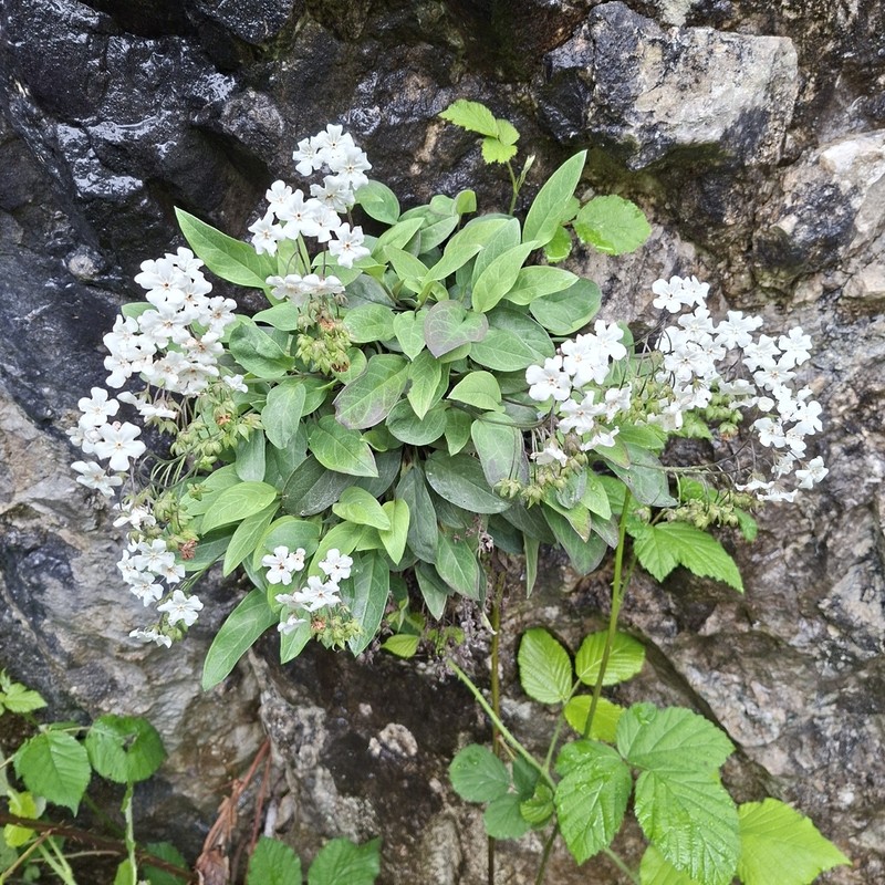 Omphalodes kusnezowii