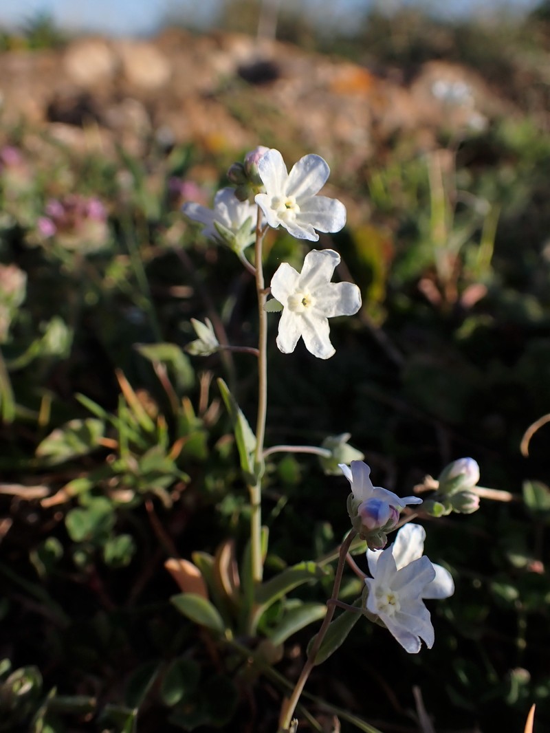 Whiteflower Navelwort photo 3