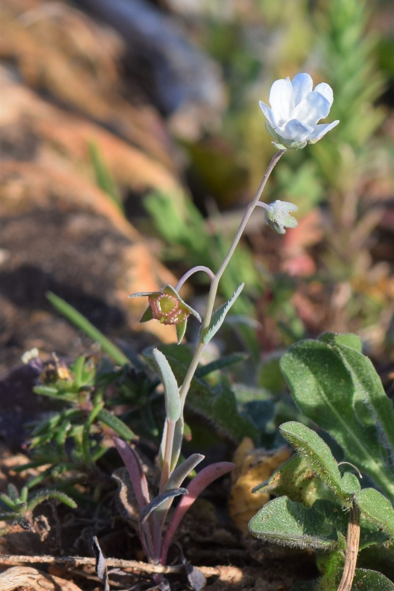 Whiteflower Navelwort photo 4