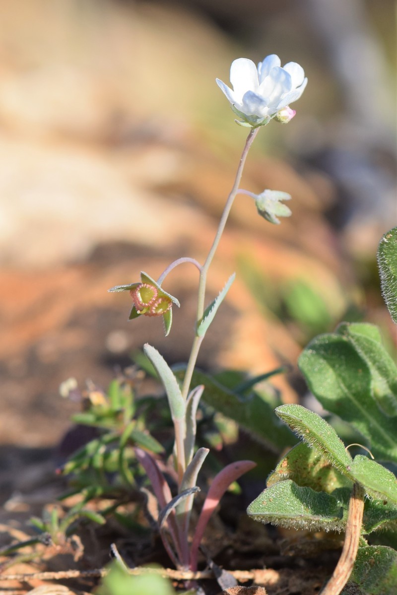 Whiteflower Navelwort photo 5