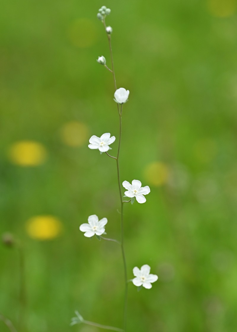 Whiteflower Navelwort photo 7