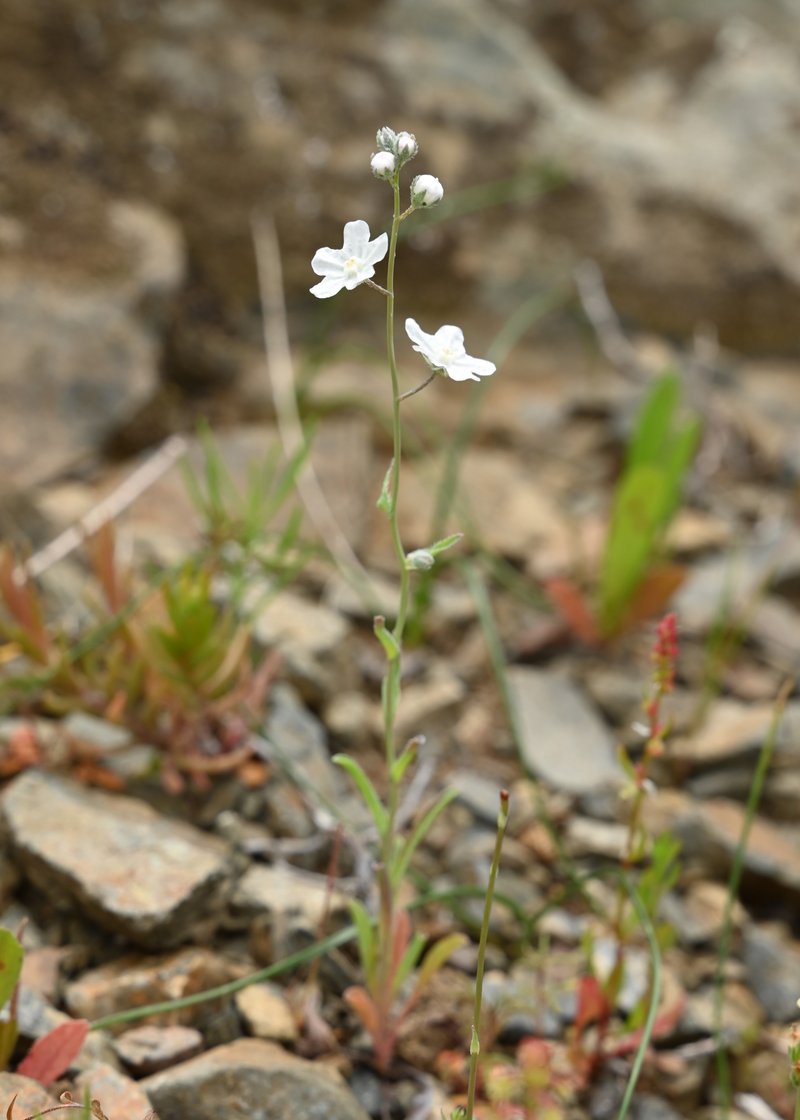 Whiteflower Navelwort photo 8