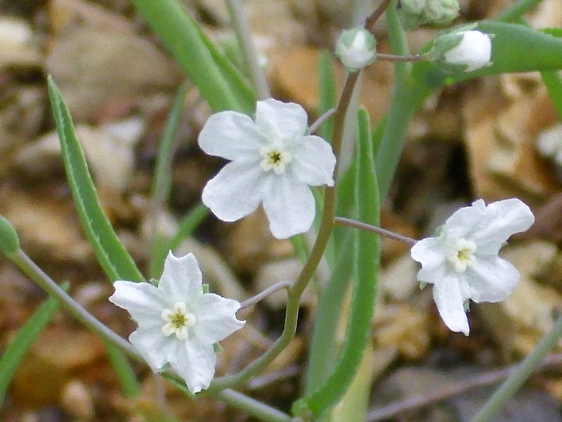 Whiteflower Navelwort