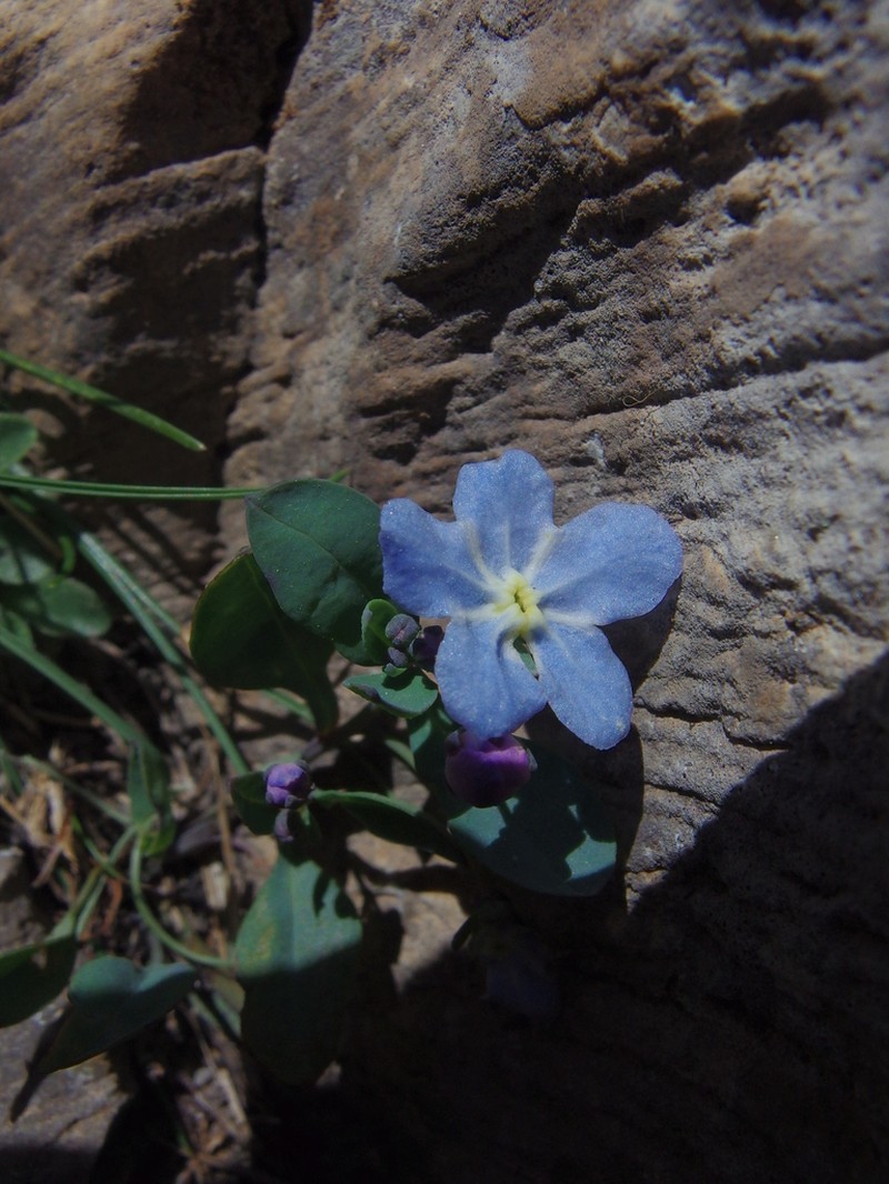 Omphalodes luciliae photo 2