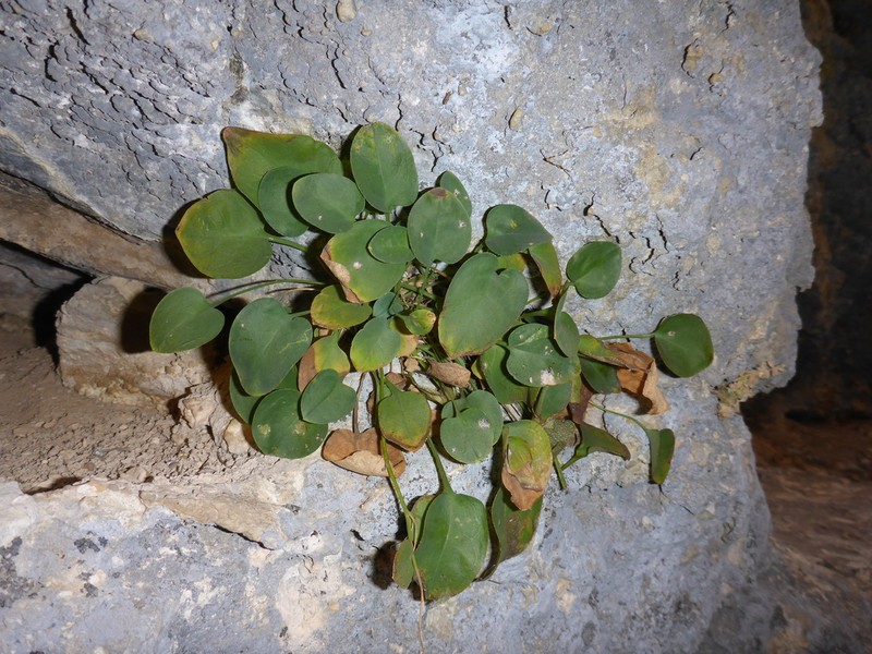 Omphalodes luciliae photo 3