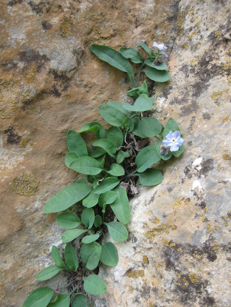 Omphalodes luciliae photo 4