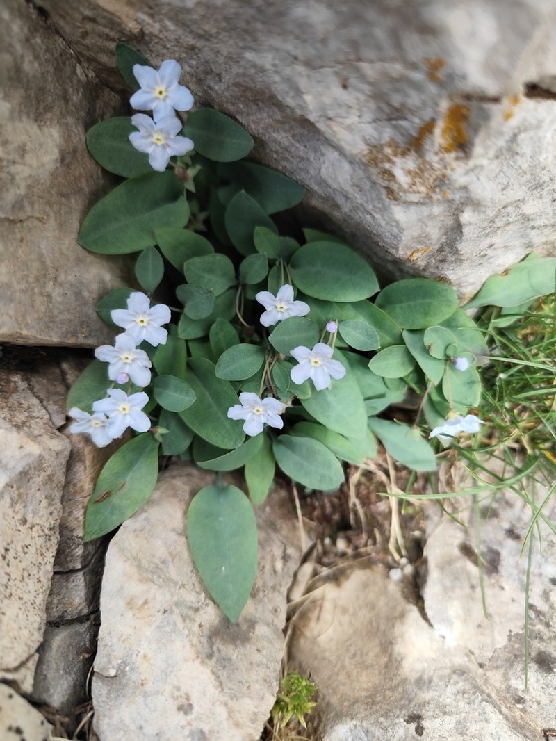 Omphalodes luciliae photo 5